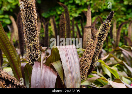 Nahaufnahme von lila Zierpflanzen Hirse Brunnen Gras, Blätter und große Samenköpfe in einem feuchten Garten nach regen Stockfoto