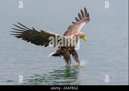Jagender Seeadler im Flug Stockfoto