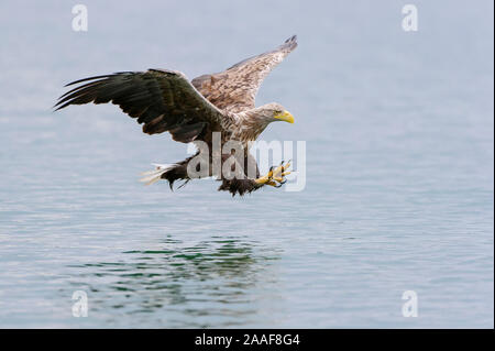 Jagender Seeadler im Flug Stockfoto