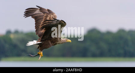 Jagender Seeadler im Flug Stockfoto