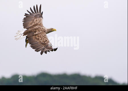 Jagender Seeadler im Flug Stockfoto