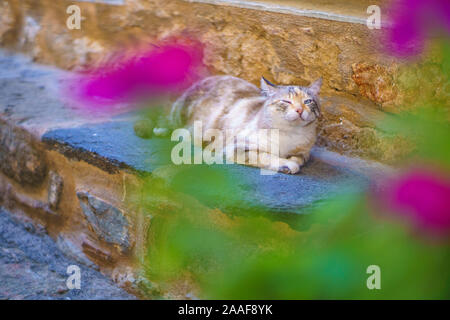 Red streunende Katze Erwachsenen auf eine Mauer zwischen dem mittelalterlichen Gassen der Byzantinischen Burg von Monemvasia, Lakonien, Peloponnes, Griechenland. Stockfoto