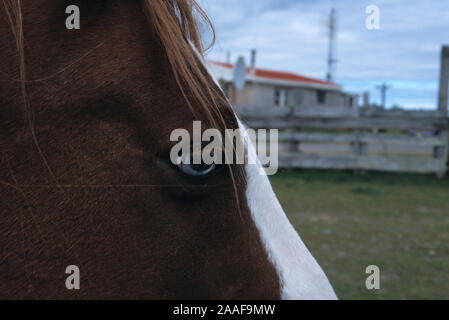 Kodiak, uns, das Pferd (Equus ferus Caballus) ist eine der beiden bestehenden Unterarten von Equus ferus. Es ist ein seltsam-toed ungulate Säugetier vom taxono Stockfoto