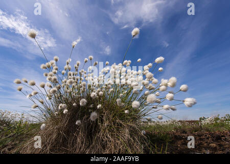 Wollgras im Moor, Eriphorum vaginatum, Stockfoto