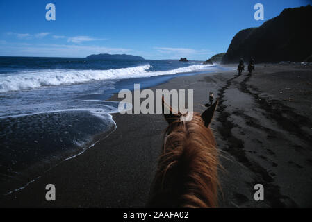 Kodiak, uns, das Pferd (Equus ferus Caballus) ist eine der beiden bestehenden Unterarten von Equus ferus. Es ist ein seltsam-toed ungulate Säugetier vom taxono Stockfoto