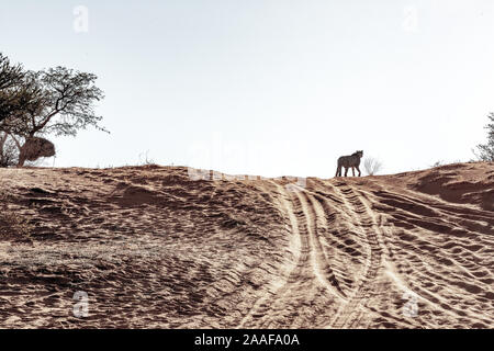 Gepard in der Kalahari Wüste, Namibia, Afrika Stockfoto