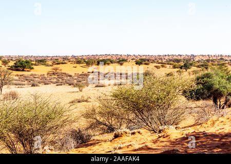 Die Tierwelt in der Kalahari Wüste, Namibia, Afrika Stockfoto