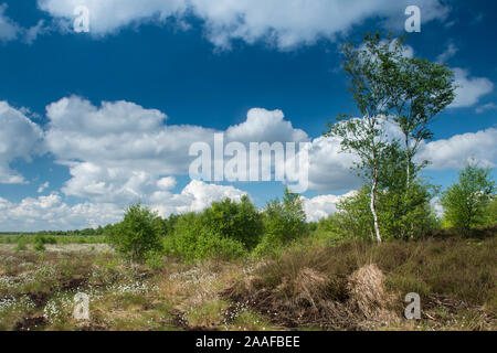 Landschaft mit Wollgras Stockfoto