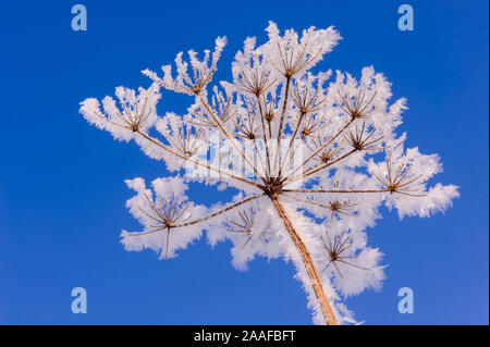 Rainfarn im Winter, (Chrysanthemun vulgare), Stockfoto