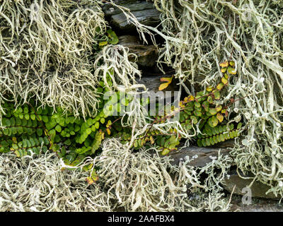 Nahaufnahme des Fruticose Flechten (Ramalina siliquosa) und kleinen grünen Farn Maidenhair spleenwort (Asplenium Trichomanes) auf schiefer Wand, Schottland, Großbritannien Stockfoto