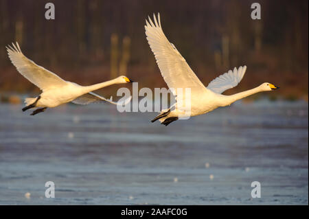 Singschwan (Cygnus Cygnus) Rastvogel, Schwan, Singschwan, Tier, Voegel, Vogel, Singschwan, Winter, Zugvogel Stockfoto