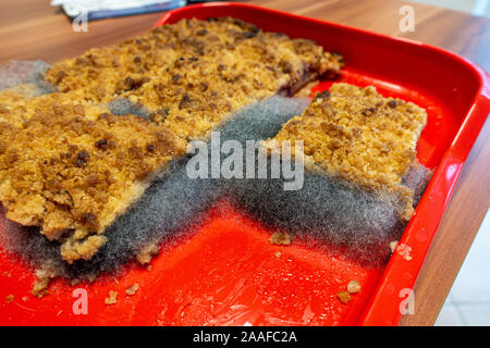 Auf einem Kuchen Platte gibt es einen Pflaumenkuchen, auf der ein großer Form gewachsen ist Stockfoto