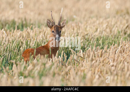 Junger Rehbock im Getreidefeld Stockfoto