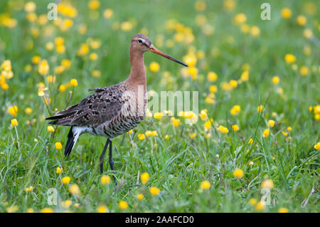 Uferschnepfe in Feuchtwiese Stockfoto