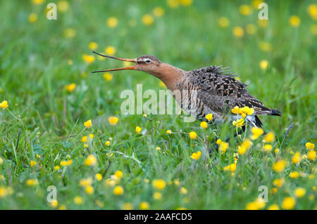 Uferschnepfe in Feuchtwiese Stockfoto