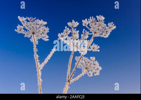 Rainfarn im Winter, (Chrysanthemun vulgare), Stockfoto
