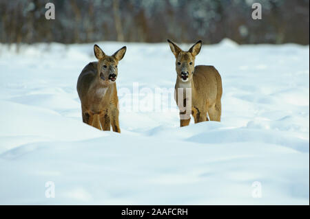 Rehe im Winter, Hyla arborea Stockfoto