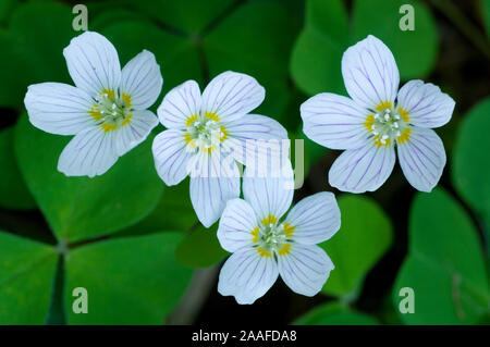 Wald-Sauerklee, Oxalis Naiandinus, Stockfoto