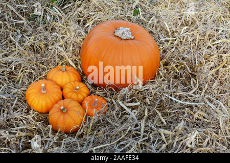 Fünf mini Kürbisse mit einem großen orange Kürbis an Thanksgiving auf ein weiches Bett aus Stroh - mit Kopie Raum Stockfoto