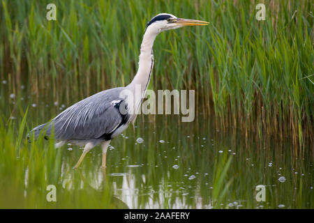 Graureiher (lat. Ardea cinerea), Graureiher, Fischreiher, fischend, holzbilderrahmen im Wasser Original Naturfoto Stockfoto