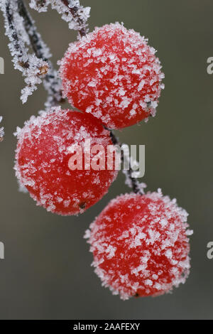 Duemmer Duemmer, Siehe, Niedersachsen, Deutschland, Rauhreif im Winter, Baum, Landschaft, Beeren Stockfoto