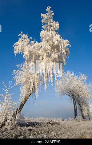 Duemmer Duemmer, Siehe, Niedersachsen, Deutschland, Rauhreif im Winter, Baum, Landschaft, Stockfoto