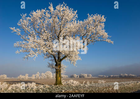 Duemmer Duemmer, Siehe, Niedersachsen, Deutschland, Rauhreif im Winter, Baum, Landschaft, Stockfoto