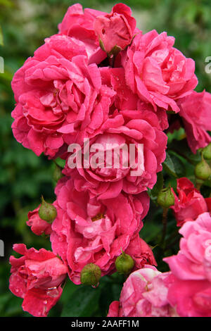Vertikale Rosa Frieden Rosenbusch Cluster von nasse Rosen in commemorative Rosengarten von Montebello Park in der Innenstadt von St. Catherines Ontario Kanada Stockfoto