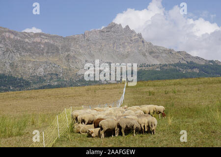 Eine Herde Schafe Scharen zusammen auf der Wiese von den hohen Gipfeln der südlichen Alpen, Frankreich Stockfoto