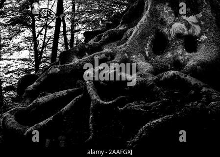 Zauberbaum mit umhüllenden Wurzeln in einem Wald Stockfoto