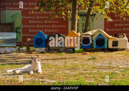 Istanbul, Türkei - 8. September 2019. Cat Unterstände von Einheimischen im Stadtteil Beyoglu für Istanbuls zahlreiche Straße Katzen links Stockfoto