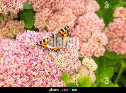 Schmetterling kleiner Fuchs Nymphalis urticae Fütterung auf Sedum spectabile Blumen. Ein saftiges mehrjährig und frosthart Anlage Stockfoto
