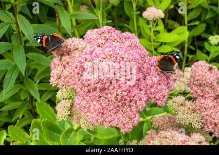 Schmetterlinge Rot Admiral Vanessa atalanta Fütterung auf Sedum spectabile Blumen. Ein saftiges mehrjährig und frosthart Anlage Stockfoto