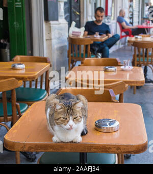 Istanbul, Türkei - 7. September 2019. Eine von Istanbuls zahlreiche Straße Katzen macht es sich zu Hause auf Cafe Tabelle im Stadtteil Beyoglu Stockfoto