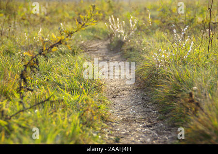Ein mit Füßen weg durch die Wiese. Land straße im Herbst ländliche Szene. Stockfoto
