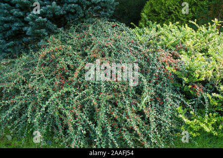 Cotoneaster Coral Beauty mit orange roten Beeren im Herbst. Ein Evergreen immergrüner Strauch, der Damm bilden und vollkommen winterhart und Halb Stockfoto