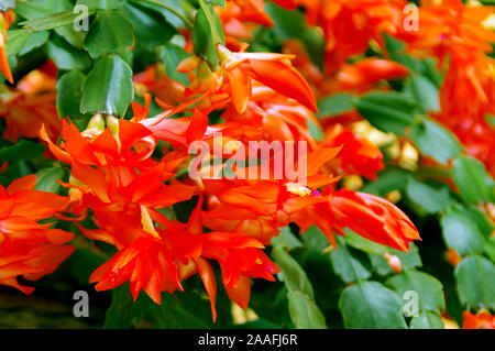 Eine blühende zygokactus. Außergewöhnliche Dezember Blumen. Red Schlumberger. Stockfoto