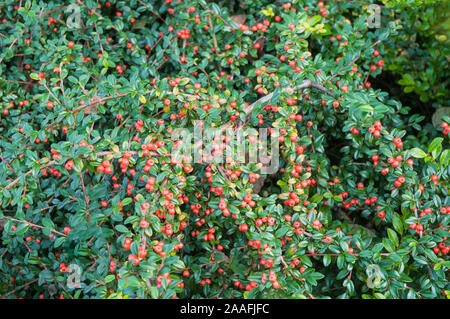 Cotoneaster Coral Beauty mit orange roten Beeren im Herbst. Ein Evergreen immergrüner Strauch, der Damm bilden und vollkommen winterhart und Halb Stockfoto