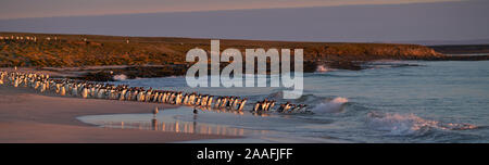 Große Anzahl von Eselspinguine (Pygoscelis papua) statt zurück zum Meer gehen, durch einen Leopard Seal, aus der geschossen, Jagd offshore trostlosen Insel. Stockfoto