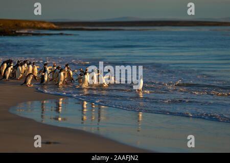 Große Anzahl von Eselspinguine (Pygoscelis papua) statt zurück zum Meer gehen, durch einen Leopard Seal, aus der geschossen, Jagd offshore trostlosen Insel. Stockfoto