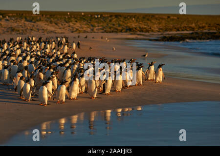 Große Anzahl von Eselspinguine (Pygoscelis papua) statt zurück zum Meer gehen, durch einen Leopard Seal, aus der geschossen, Jagd offshore trostlosen Insel. Stockfoto