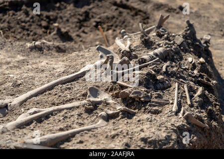 Serbien, 27. September 2019: Menschliche Überreste aus der römischen Zeit bei archäologischen Ausgrabungen in Vinča entdeckt Stockfoto