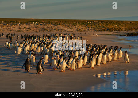 Große Anzahl von Eselspinguine (Pygoscelis papua) statt zurück zum Meer gehen, durch einen Leopard Seal, aus der geschossen, Jagd offshore trostlosen Insel. Stockfoto