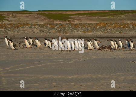 Große Anzahl von Eselspinguine (Pygoscelis papua) statt zurück zum Meer gehen, durch einen Leopard Seal, aus der geschossen, Jagd offshore trostlosen Insel. Stockfoto