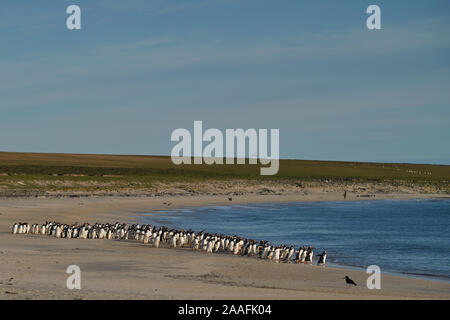 Große Anzahl von Eselspinguine (Pygoscelis papua) statt zurück zum Meer gehen, durch einen Leopard Seal, aus der geschossen, Jagd offshore trostlosen Insel. Stockfoto