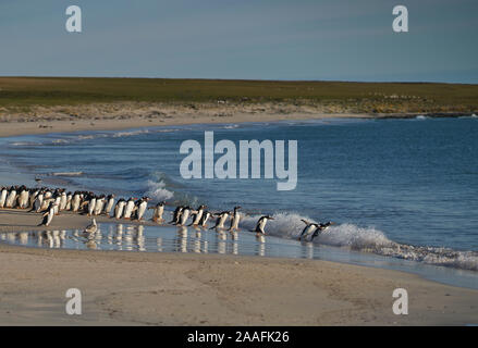 Große Anzahl von Eselspinguine (Pygoscelis papua) statt zurück zum Meer gehen, durch einen Leopard Seal, aus der geschossen, Jagd offshore trostlosen Insel. Stockfoto