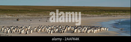 Große Anzahl von Eselspinguine (Pygoscelis papua) statt zurück zum Meer gehen, durch einen Leopard Seal, aus der geschossen, Jagd offshore trostlosen Insel. Stockfoto