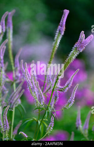 Veronicastrum virginicum Faszination, Culver's Root, Lila, Hellblau, Blumen, Blüte, Stängel, RM Floral Stockfoto