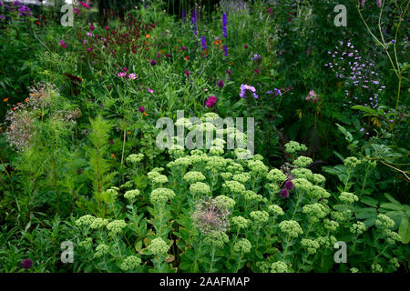 Sedum Herbstfreude, auffällige Mauerpfeffer, Sedum spectabile, Hylotelephium spectabile, Blume, Blumen, Blüte, RM Floral Stockfoto