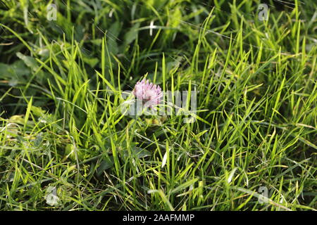 Trifolium Blume im Gras Stockfoto